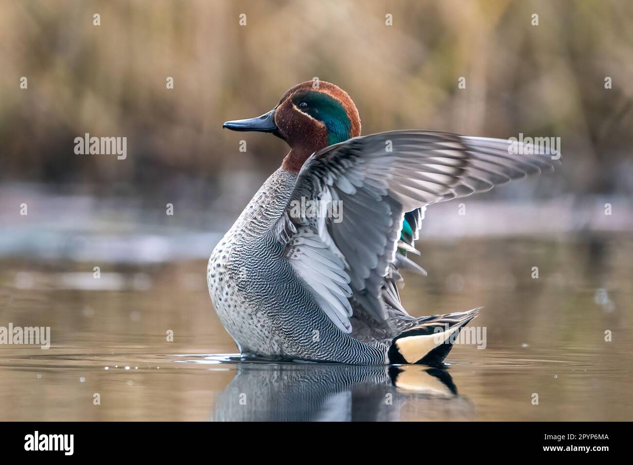 Male Eurasian teal (Anas crecca) showing his  wings Stock Photo