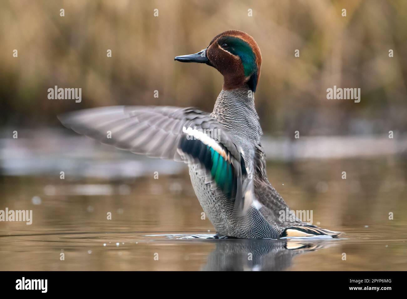Male Eurasian teal (Anas crecca) showing his  wings Stock Photo