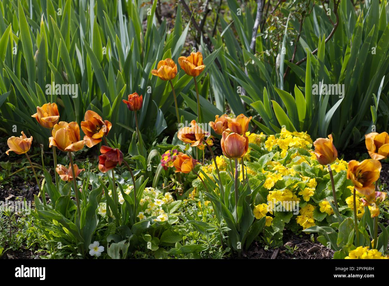 metallic Orange flowers of tulip Tulipa Cairo, surrounded by yellow primulas and primroses in UK garden April Stock Photo