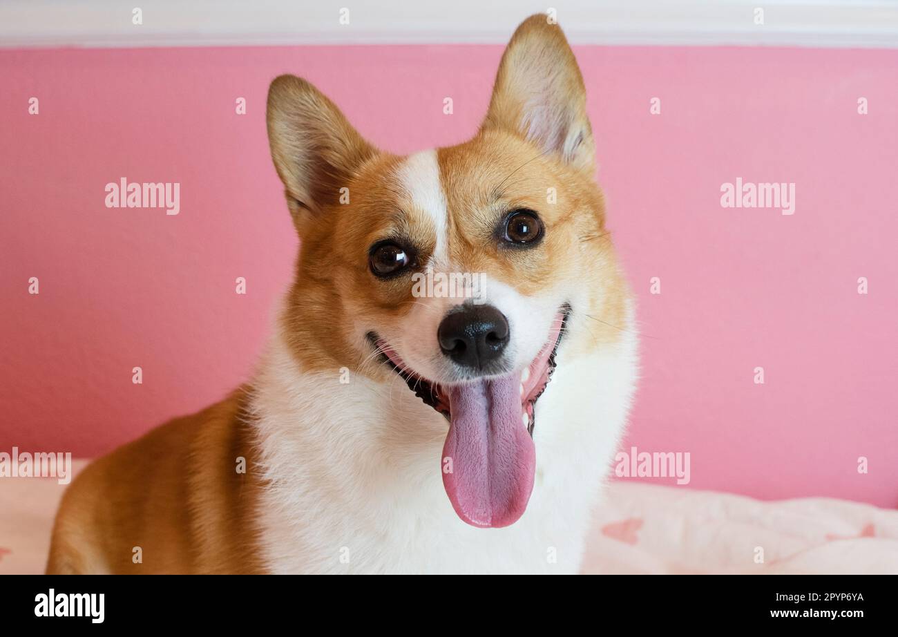 Portrait of Pembroke Welsh Corgi. Portrait of the dog looking at the camera Stock Photo