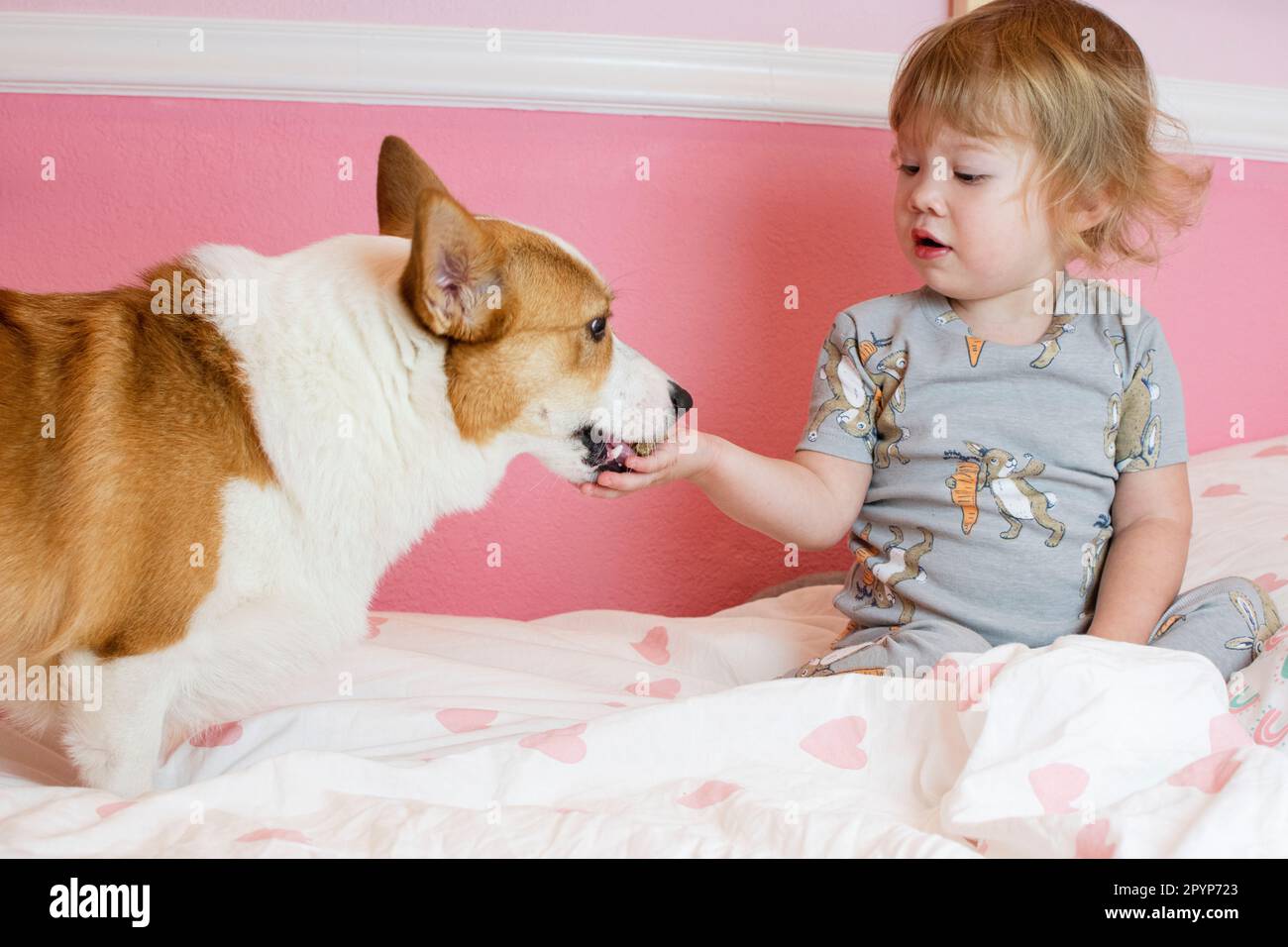 Cute Caucasian toddler girl giving a treat to the dog. Children and dog concept. Feeding Welsh Pembroke Corgi Dog Stock Photo