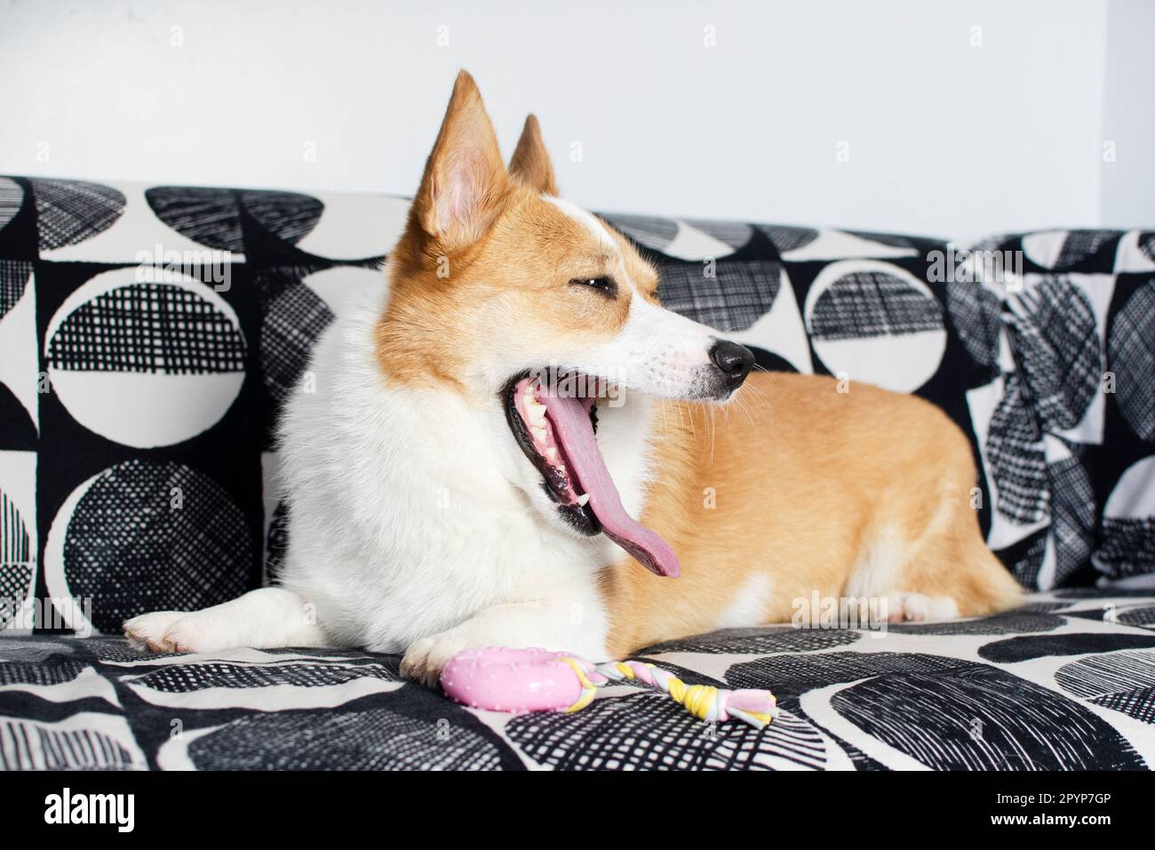 Portrait of yawning Welsh Pembroke Corgi dog on the couch. Yawning dog Stock Photo