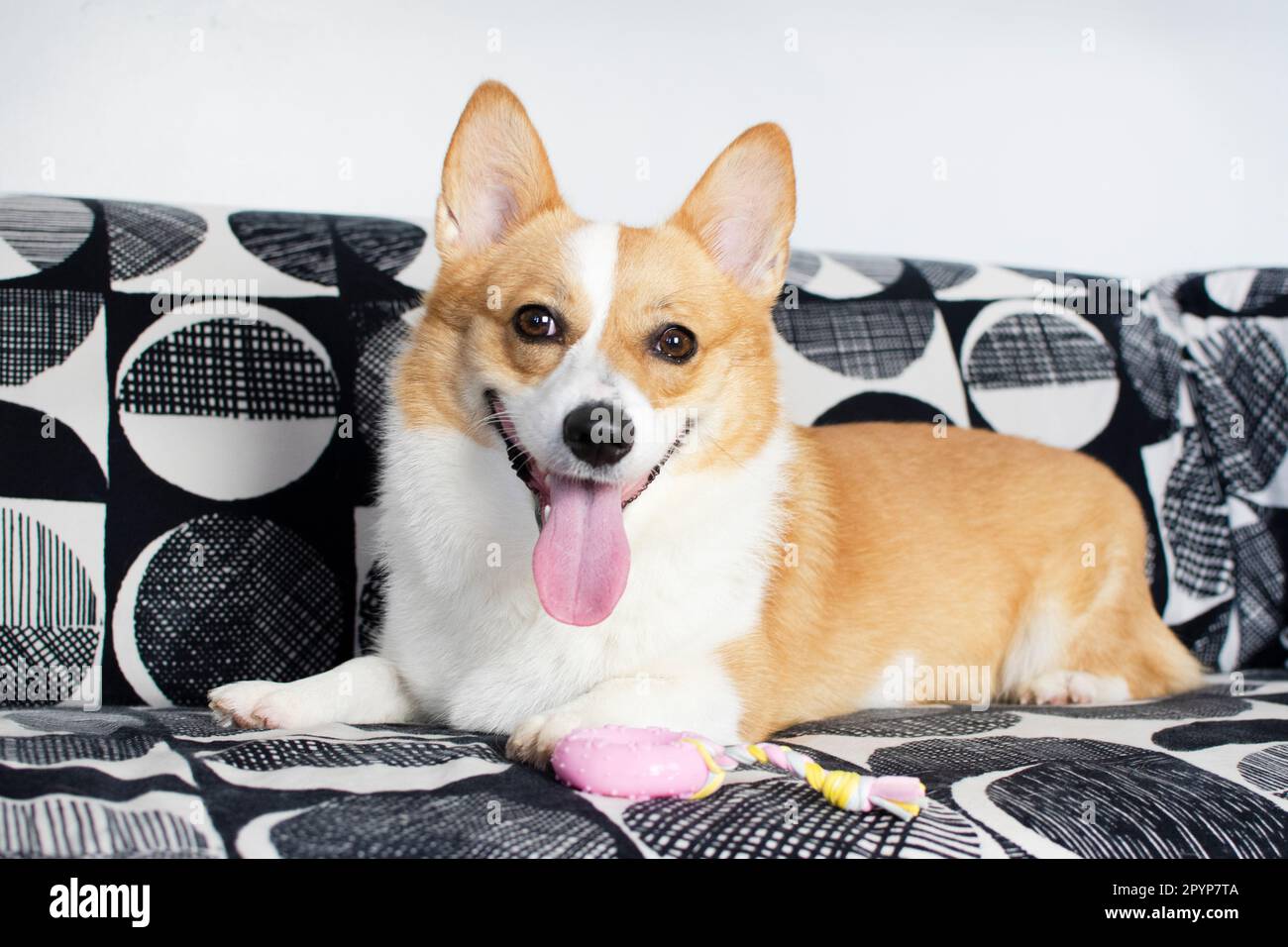 Cute Welsh Pembroke Corgi dog playing with a pink toy on the couch. Portrait of the dog. Dog on the couch Stock Photo