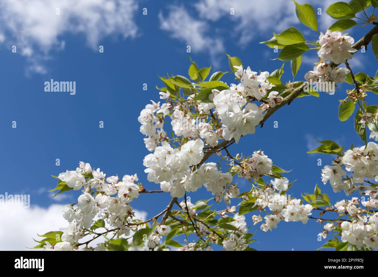 Delicate spring blossom of the great white flowering cherry tree