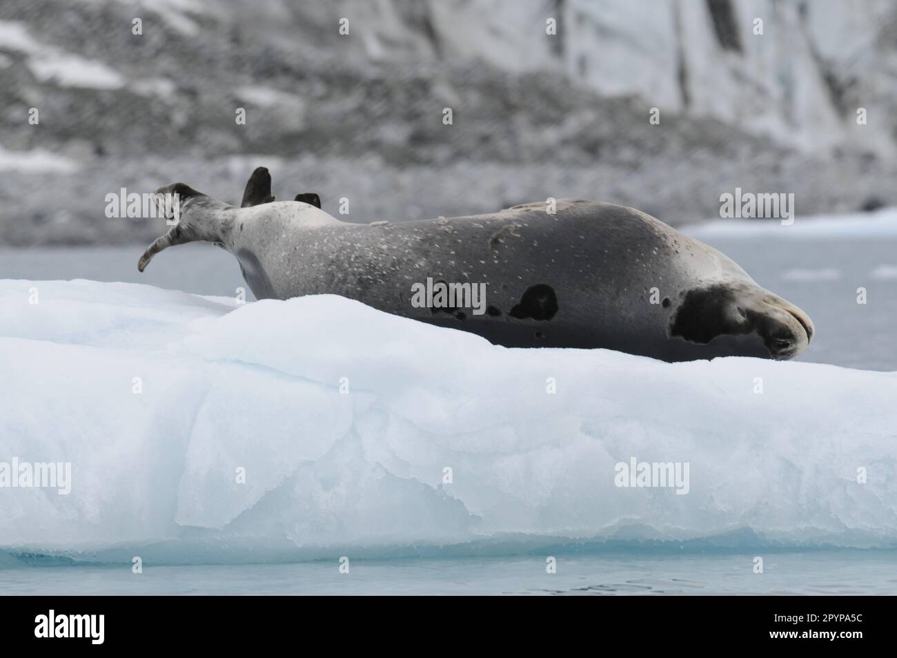 Leopard seal snoozing on ice, Antarctica Stock Photo - Alamy