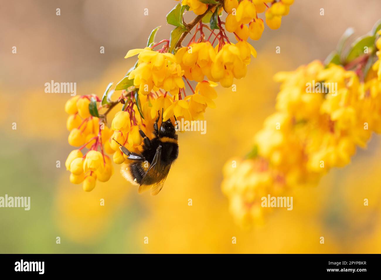 Buff-tailed bumblebee (bombus terrestris) on bright orange berberis darwinii flowers in spring - Scotland, UK Stock Photo