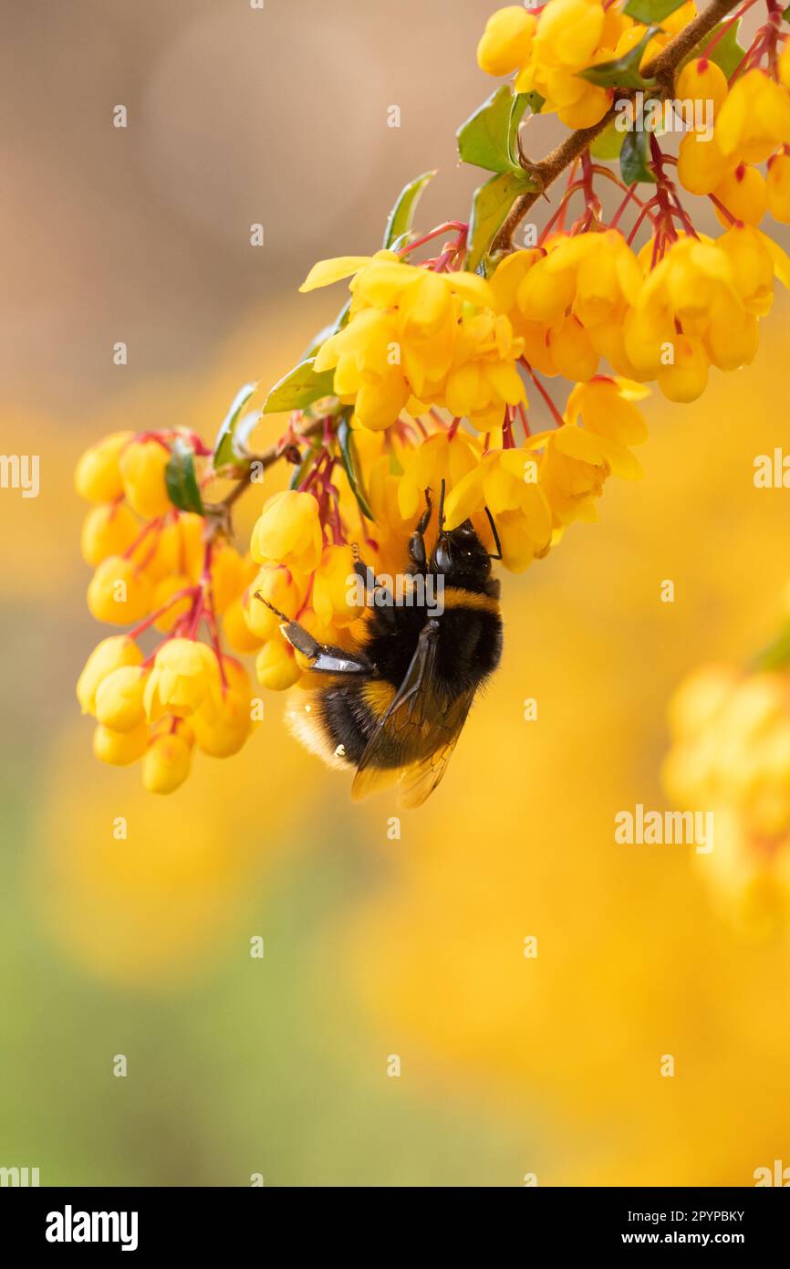 Buff-tailed bumblebee (bombus terrestris) on bright orange berberis darwinii flowers in spring - Scotland, UK Stock Photo