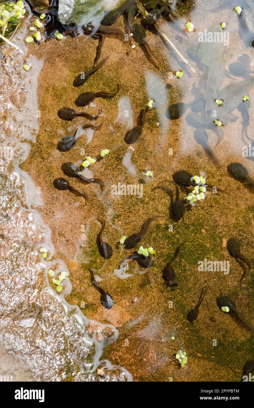 Common frog tadpoles swimming in the shallowest and warmest part of