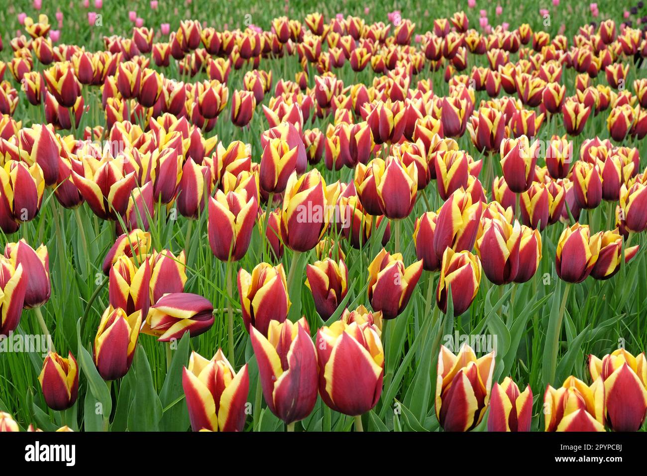 Triumph Tulip 'Gavota'  in flower. Stock Photo