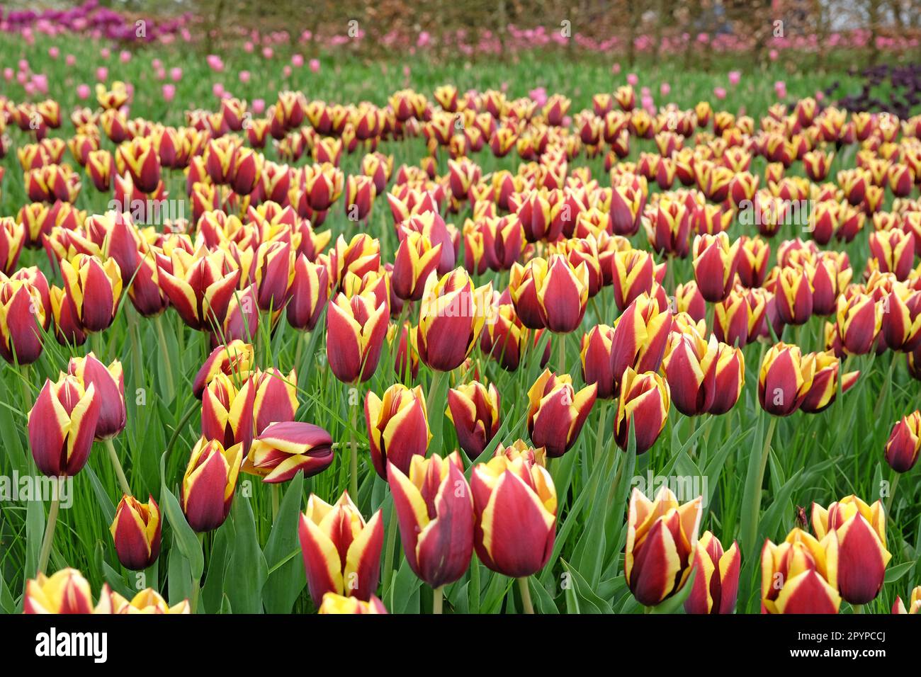 Triumph Tulip 'Gavota'  in flower. Stock Photo