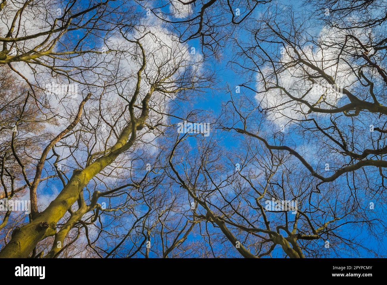 Looking skywards in Hampstead Heath, London Stock Photo