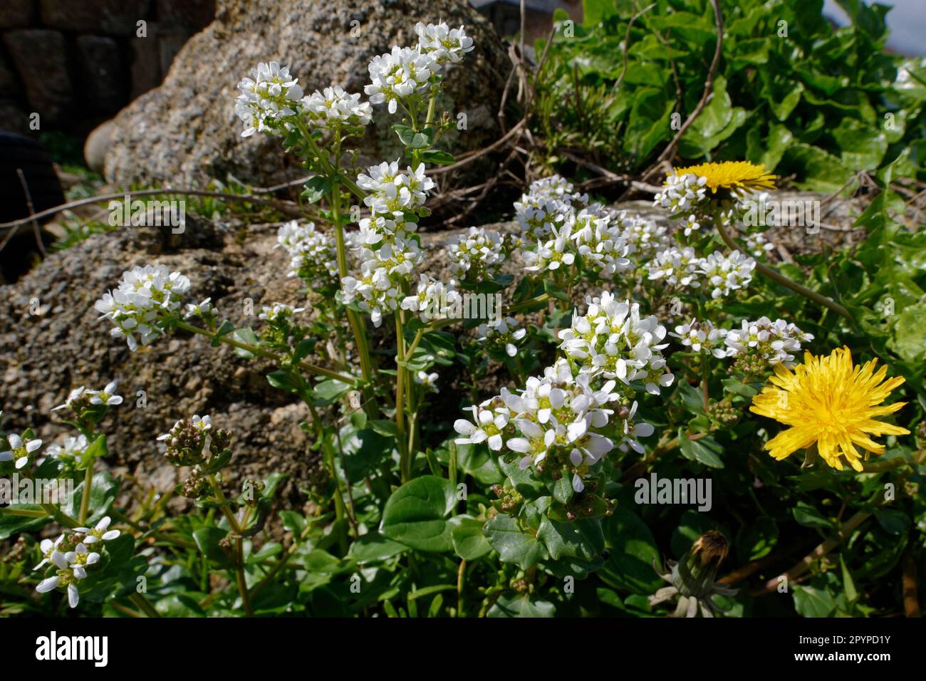 Common Scurvygrass - Cochlearia officinalis growing at Penberth Cove, Cornwall, UK Stock Photo