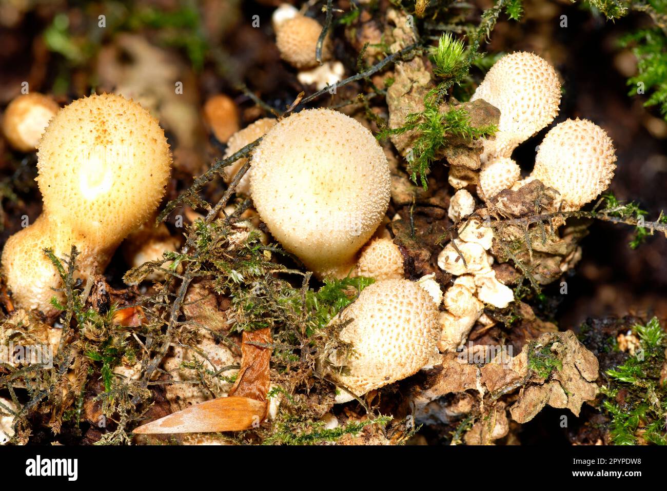 Common Puffball - Lycoperdon perlatum, group of fruit bodies on stump Stock Photo