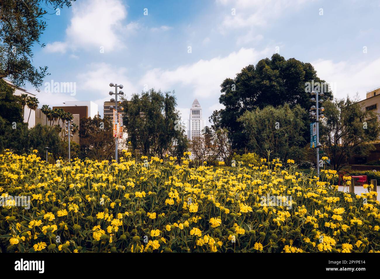 Los Angeles, California, USA April 25, 2023. Blossom flowers in Los