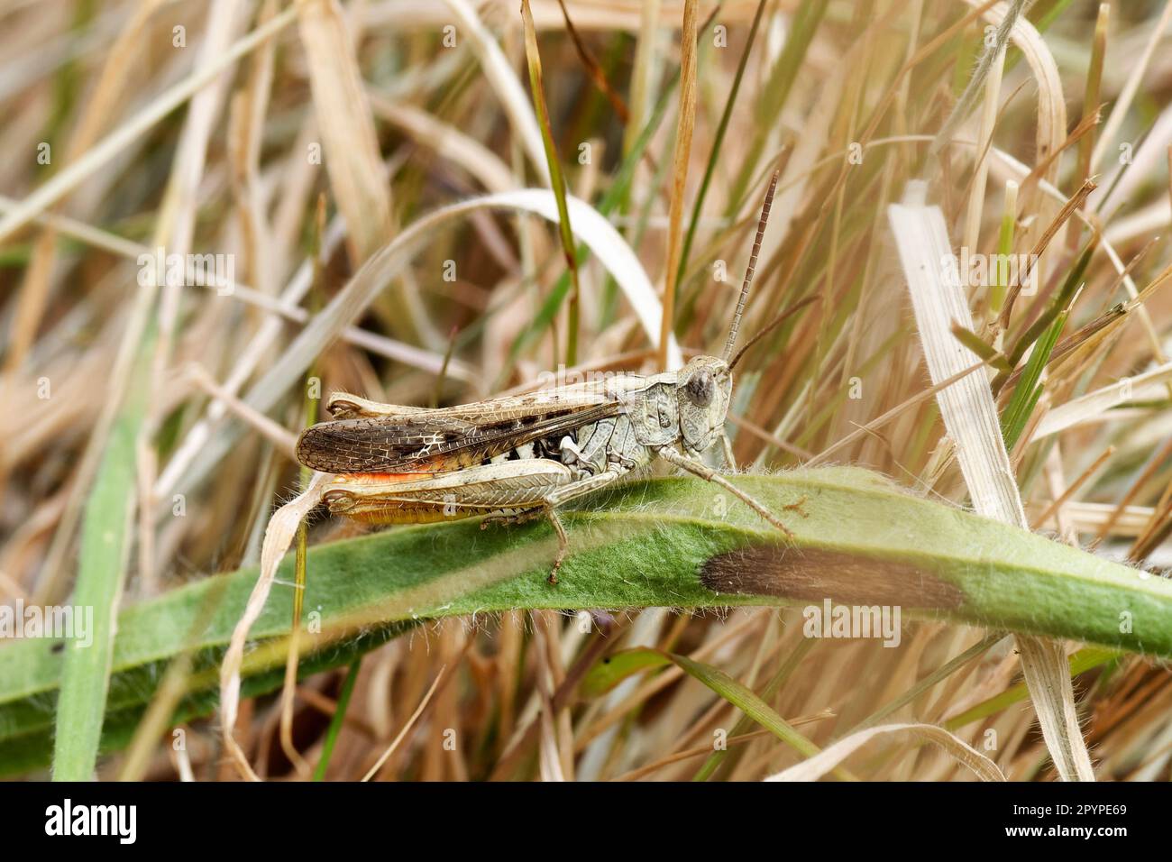 Common Field Grasshopper - Chorthippus brunneus Male on leaf, Ynyslas Dunes, Wales Stock Photo