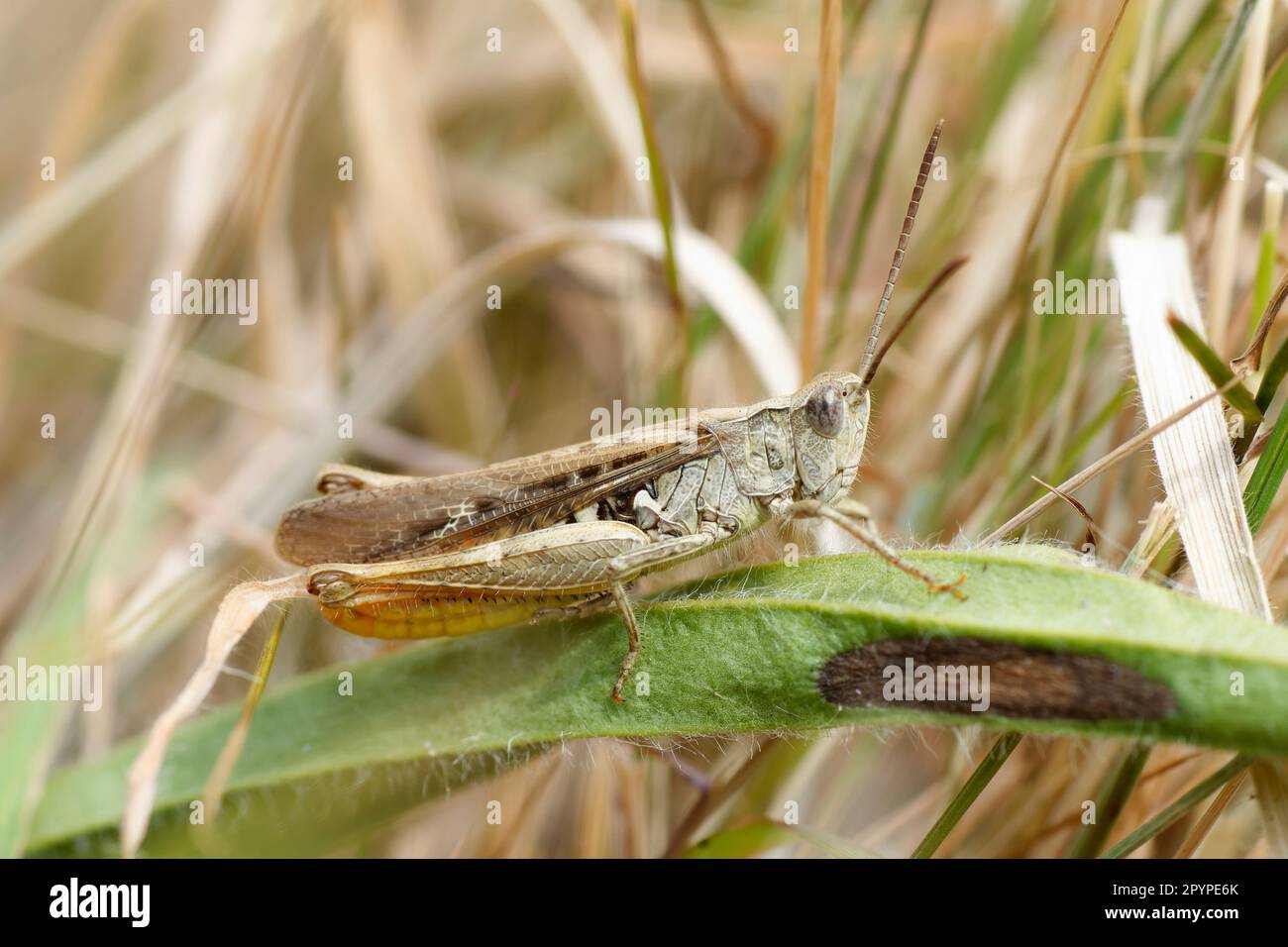Common Field Grasshopper - Chorthippus brunneus Male on leaf, Ynyslas Dunes, Wales Stock Photo