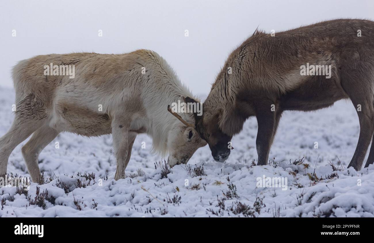 Two reindeer standing in a foggy winter landscape, facing each other with their antlers locked in battle Stock Photo
