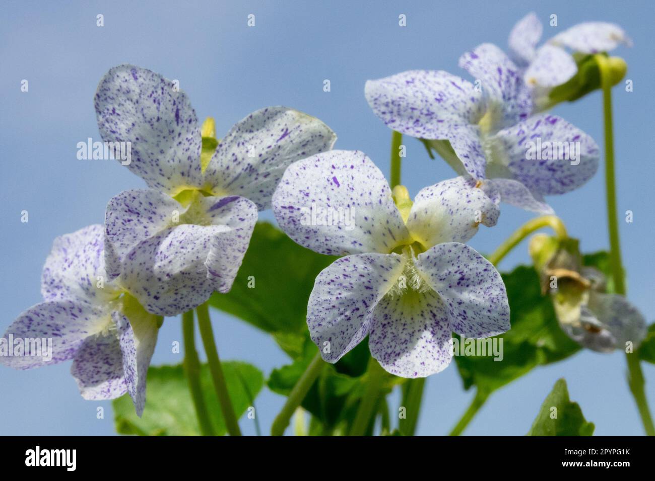White, Viola sororia 'Freckles',Bloom Stock Photo