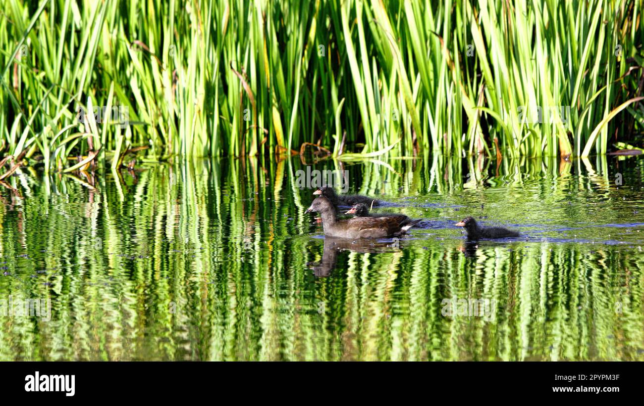 Moorhen juvenile with three moorhen chicks on a calm pond with reflections of reeds Stock Photo