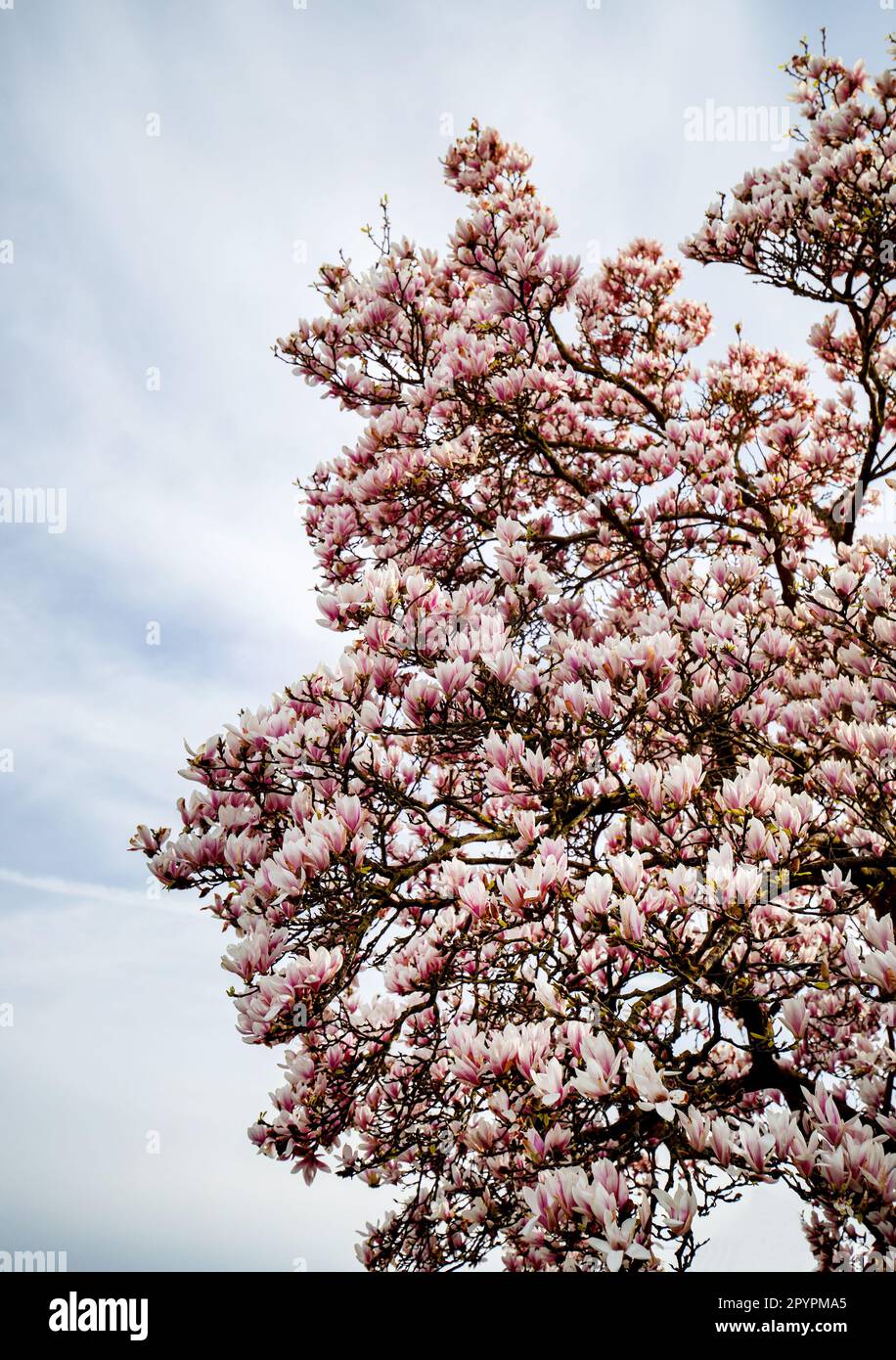Fully bloomed many magnolia flowers in a tree Stock Photo