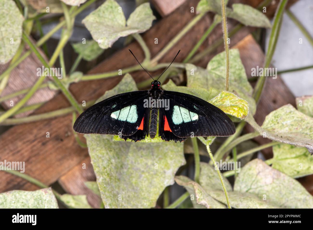Butterfly garden. Mackinac Island, Michigan. Pink cattleheart, Parides