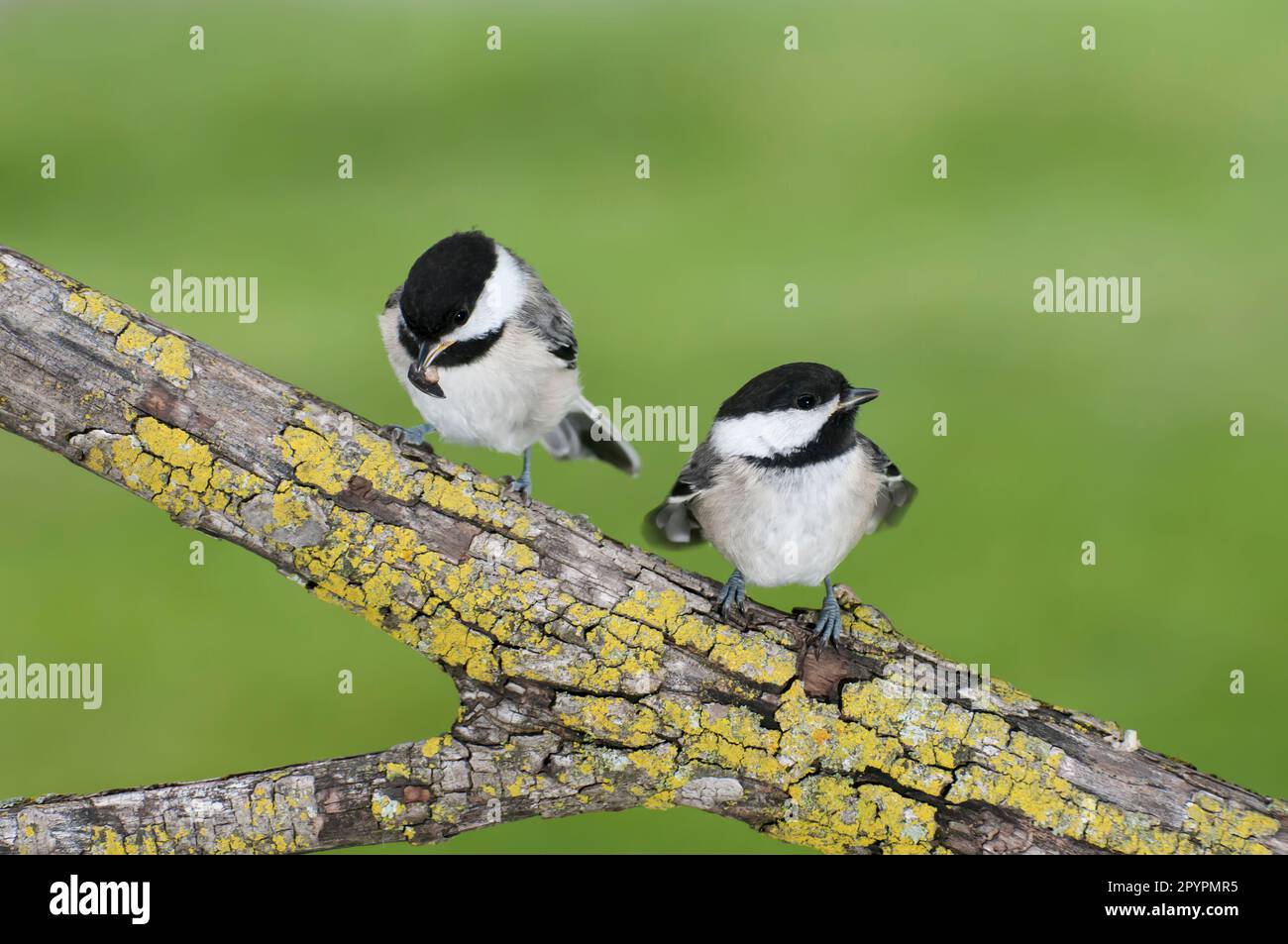 Vadnais Heights, Minnesota.  Black-capped Chickadee, Poecile atricapillus. Two Chickadees perched on a branch in the summer. One opening a sunflower s Stock Photo