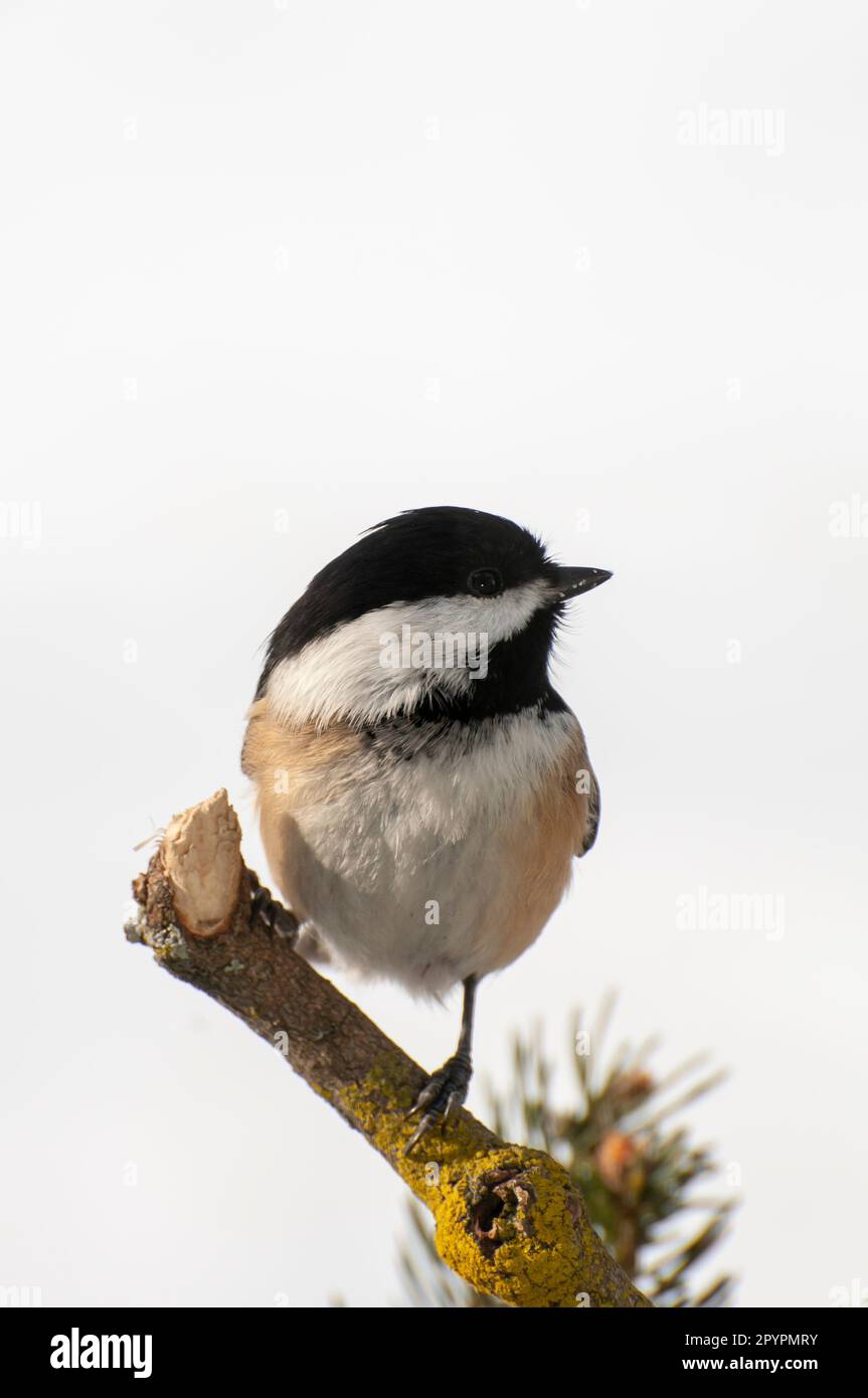 Vadnais Heights, Minnesota.  Black-capped Chickadee, Poecile atricapillus in winter with white background. Stock Photo