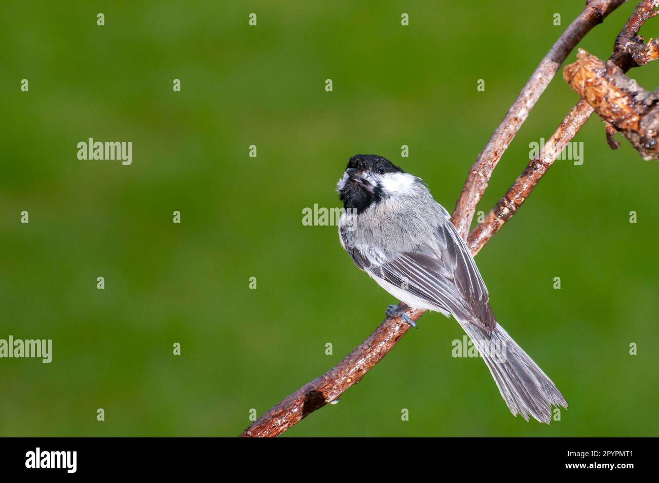 Vadnais Heights, Minnesota.  Black-capped Chickadee, Poecile atricapillus perched on a branch with a beautiful green background. Stock Photo
