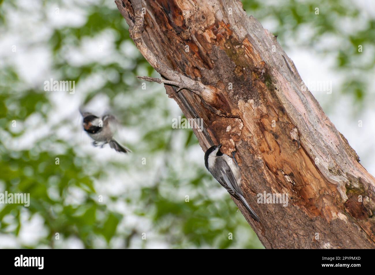 Vadnais Heights, Minnesota.  John H. Allison forest. A pair of Black-capped Chickadees, Poecile atricapillus building a new nest in an old decayed tre Stock Photo