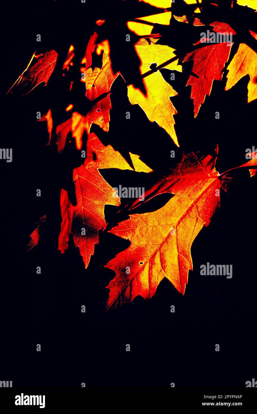 Little Canada, Minnesota. Beautiful artful version of Silver maple leaves "Acer saccharinum