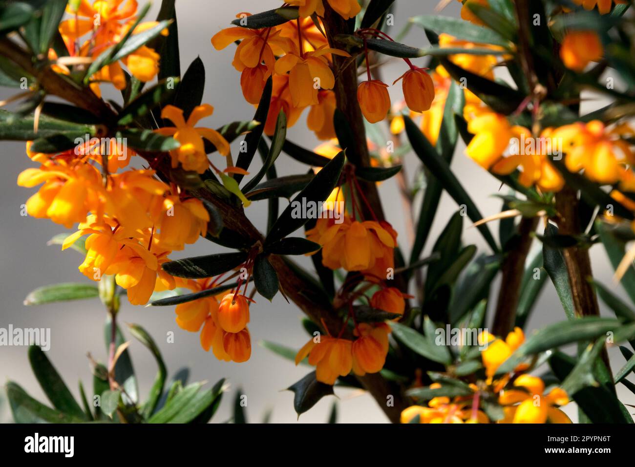 Orange Barberry shrub Berberis linearifolia 'Orange King' Blooming, Shrub Stock Photo