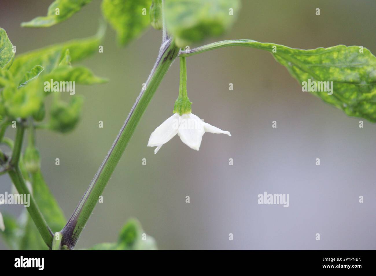 Close up chilli flower hi-res stock photography and images - Alamy