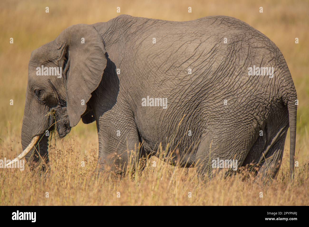 An Elephant grazing at the Maasi Mara National reserve Stock Photo