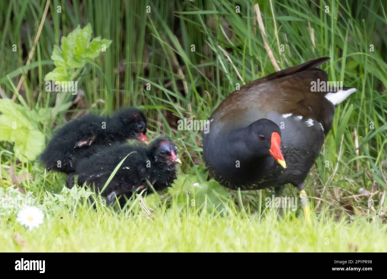 Moorhen family outing Stock Photo