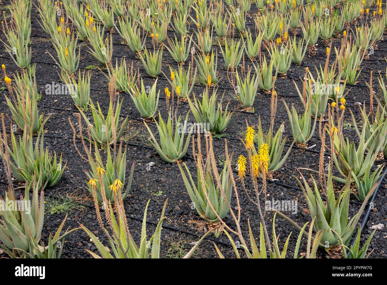 Aloe vera plantations on the island of Fuerteventura, Canary Islands, Spain Stock Photo
