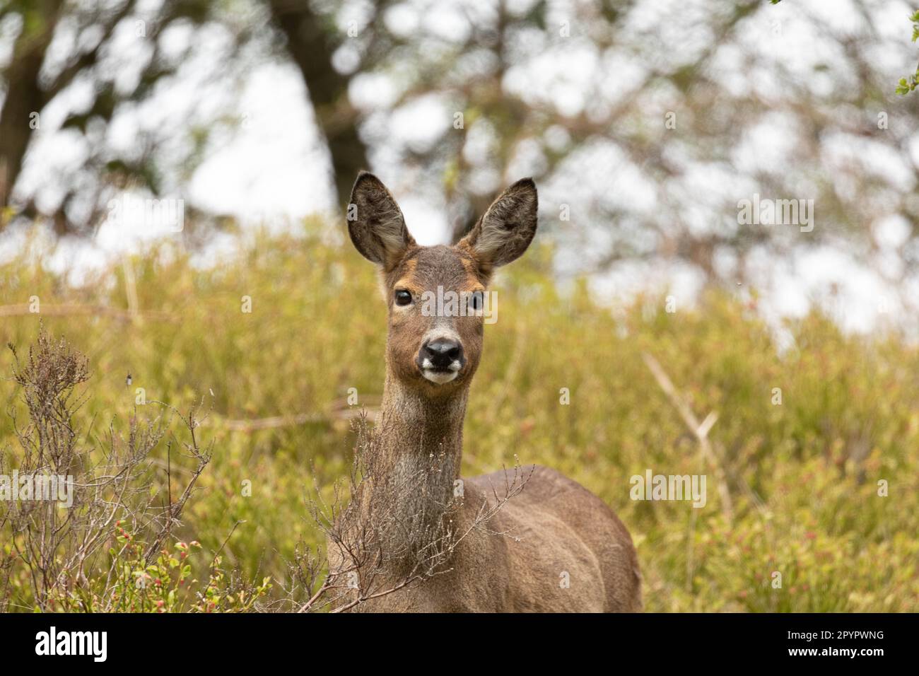A roe deer (Capreolus capreolus) Stock Photo