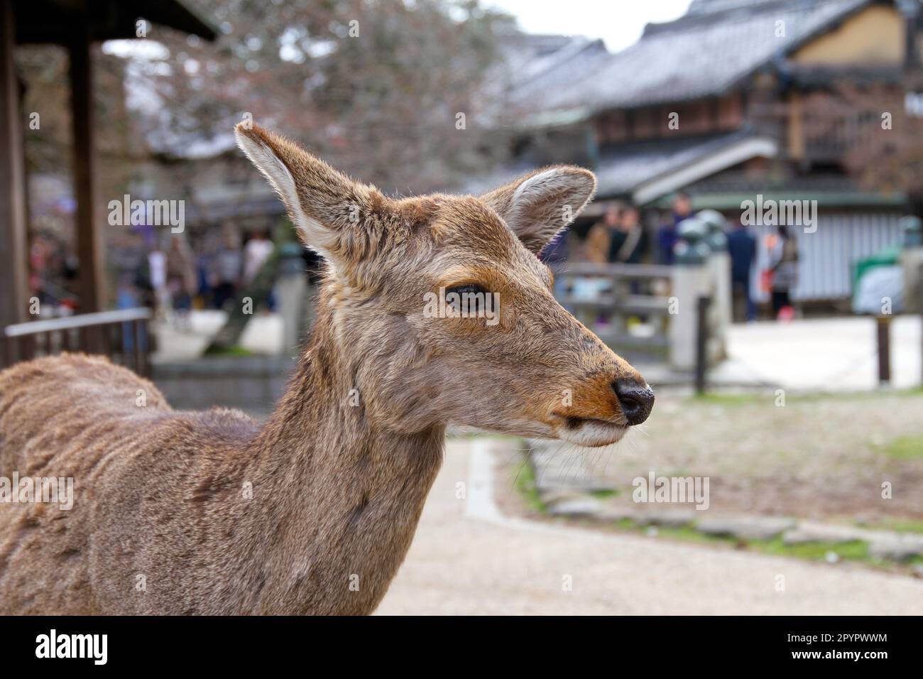 Female Deer in Nara Park, Japan Stock Photo