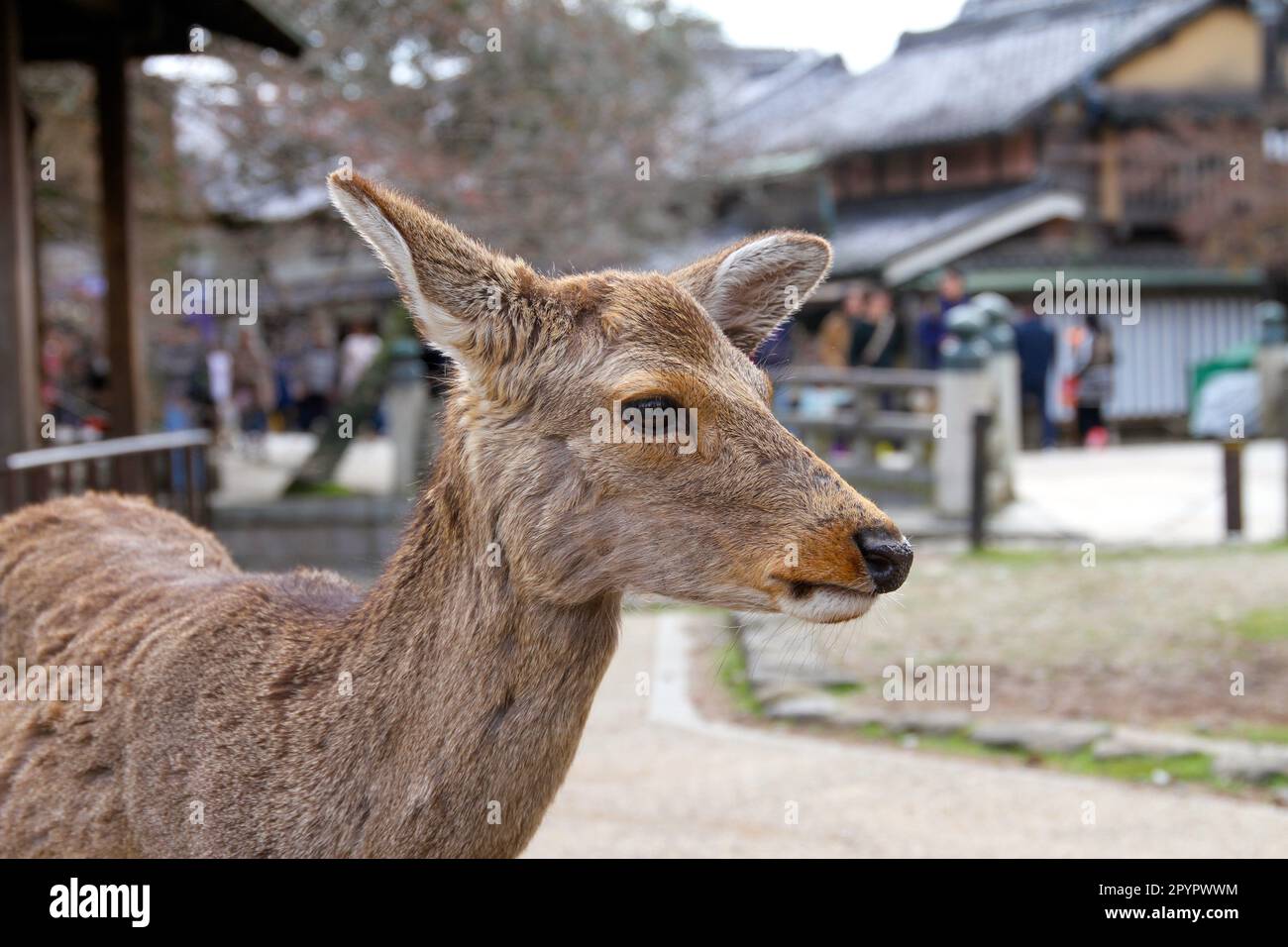 Female Deer in Nara Park, Japan Stock Photo - Alamy
