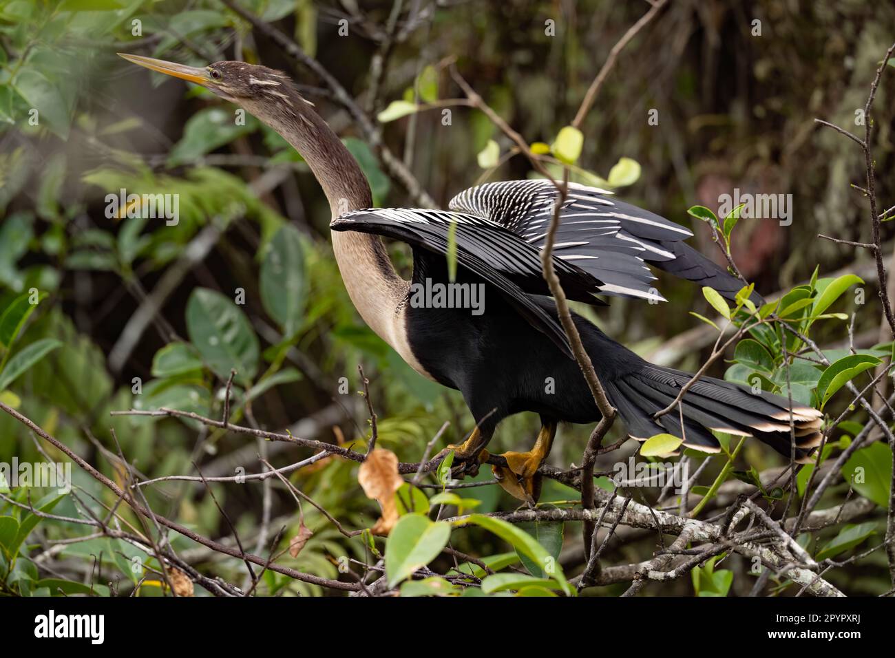 Anhinga with wings stretched, Florida Stock Photo