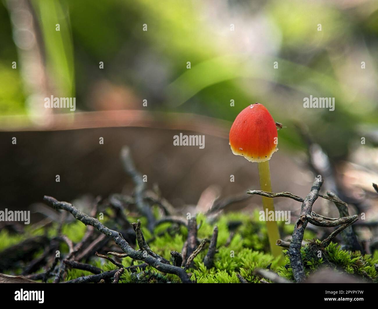 Mycena acicula, commonly known as the orange bonnet, or the coral spring Mycena, is a species of fungus in the family Mycenaceae Stock Photo