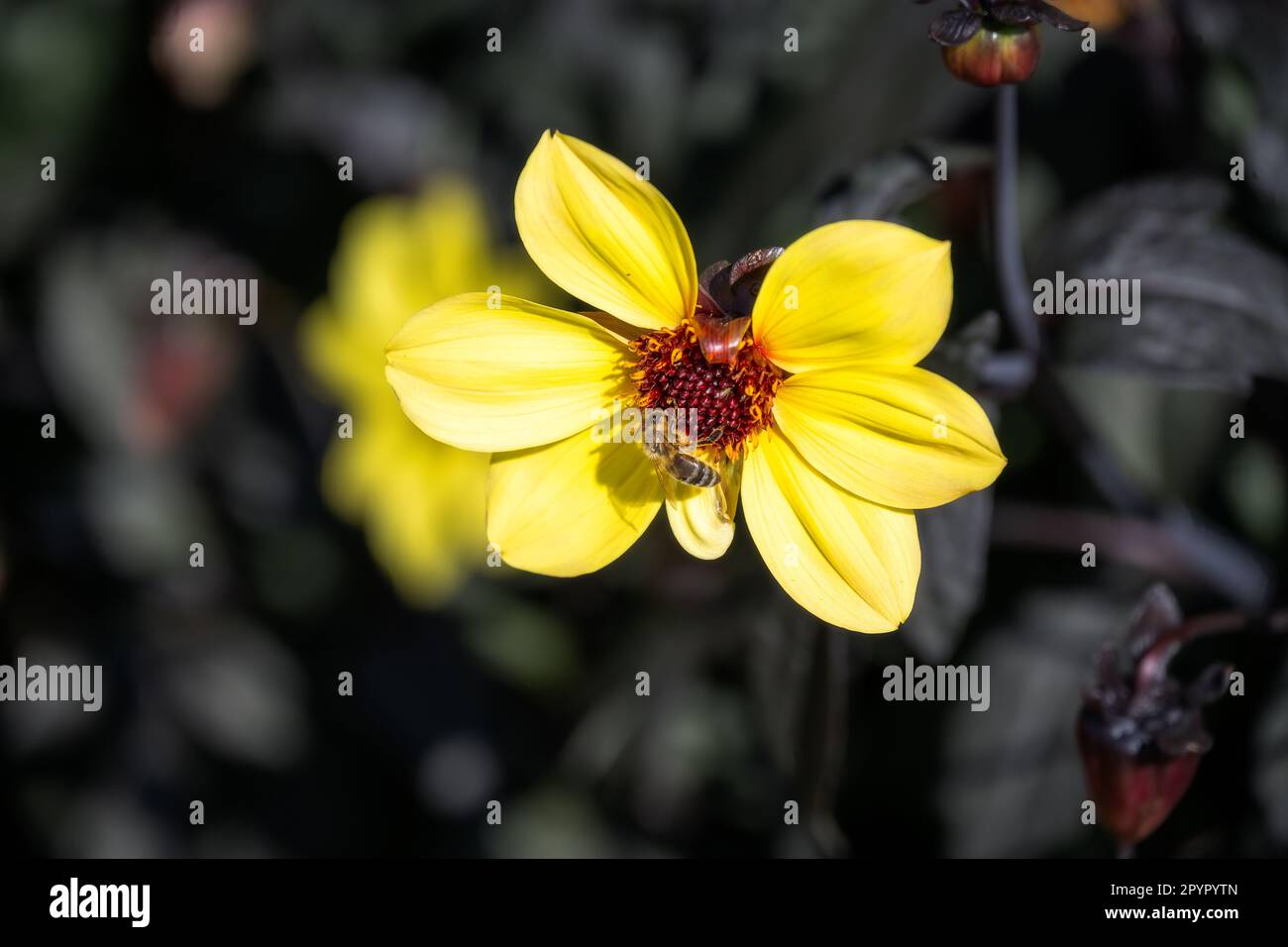 Bee on a single yellow dahlia, closeup Stock Photo