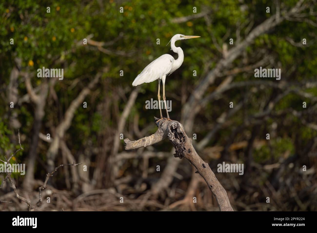 White Morph Great Blue Heron Perched, Florida Stock Photo