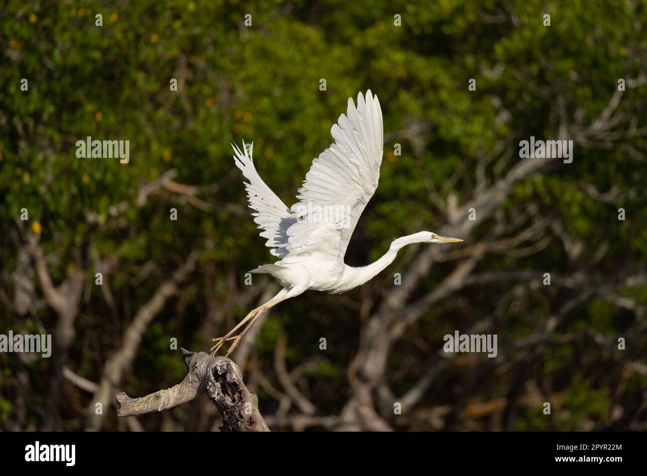 Great Blue Heron White Morph Flying, Florida Stock Photo