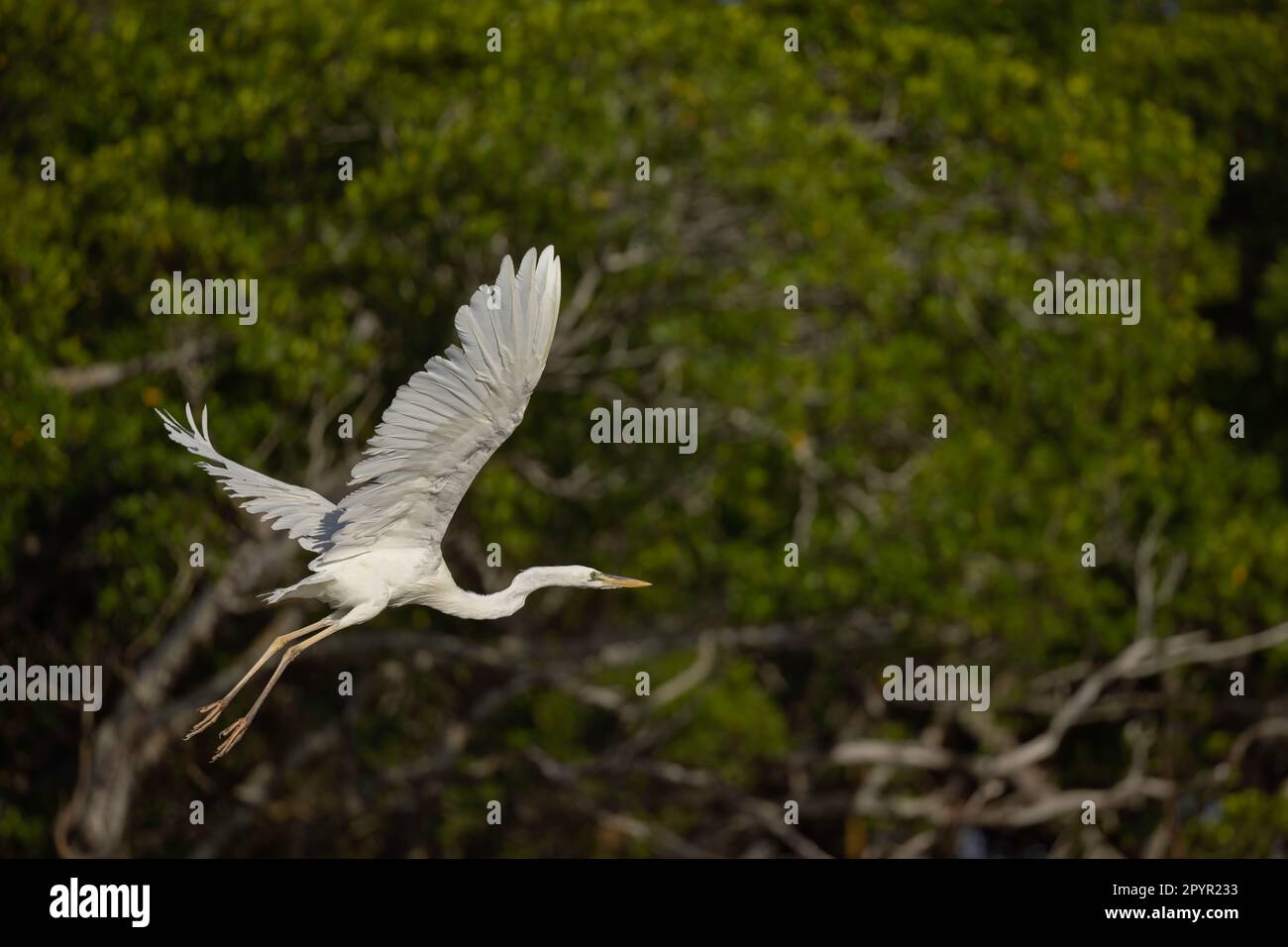 Great Blue Heron White Morph Flying, Florida Stock Photo