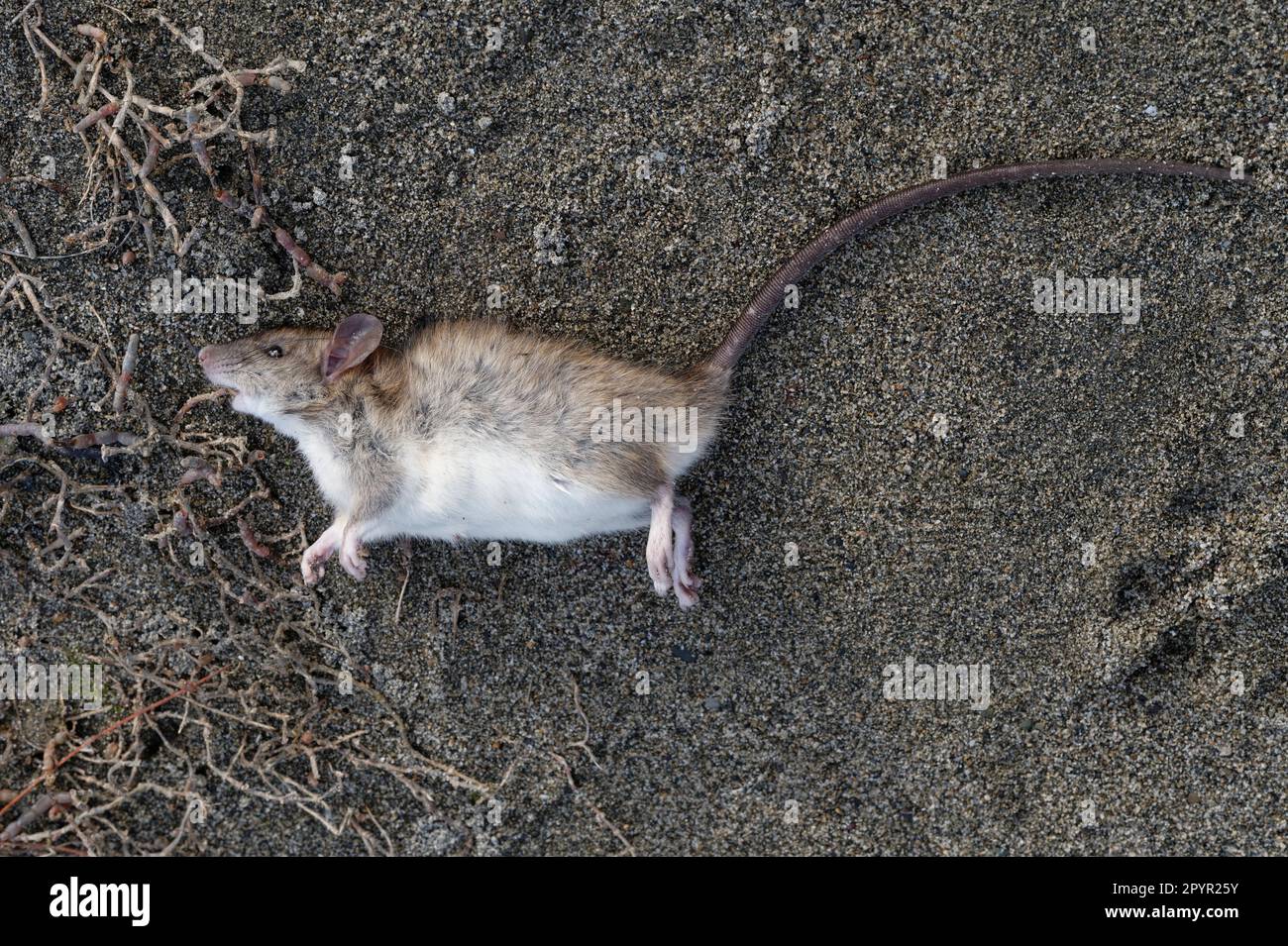 The end of life, a dead rat lies on the ground Stock Photo
