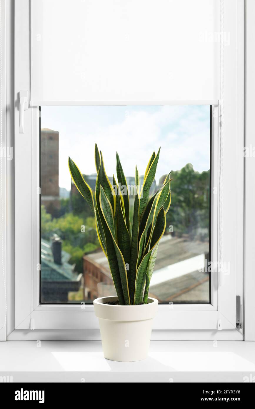 Window with blinds and potted Sansevieria plant on sill indoors Stock ...