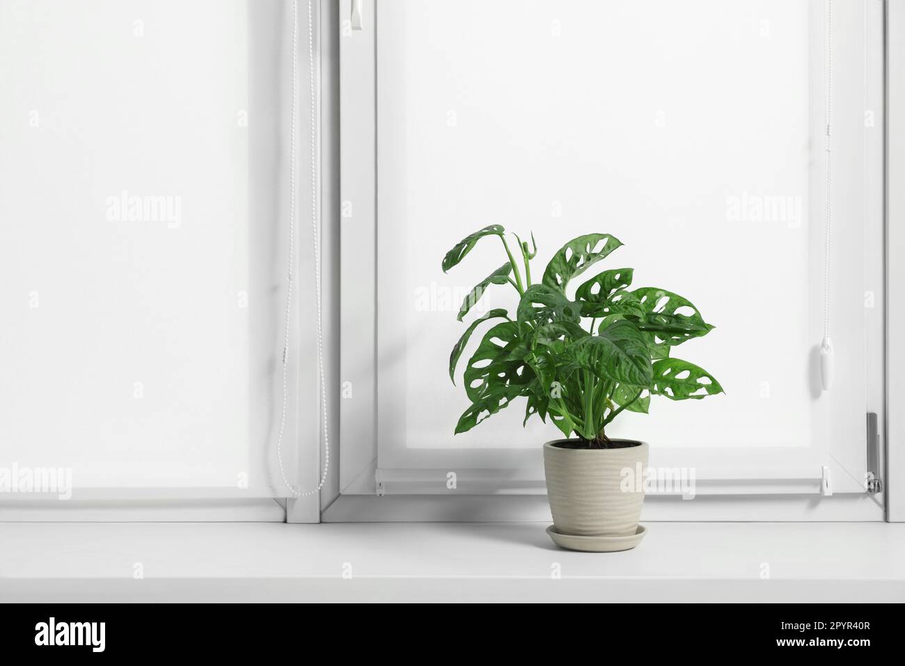 Window with blinds and potted Epipremnum plant on sill indoors Stock ...