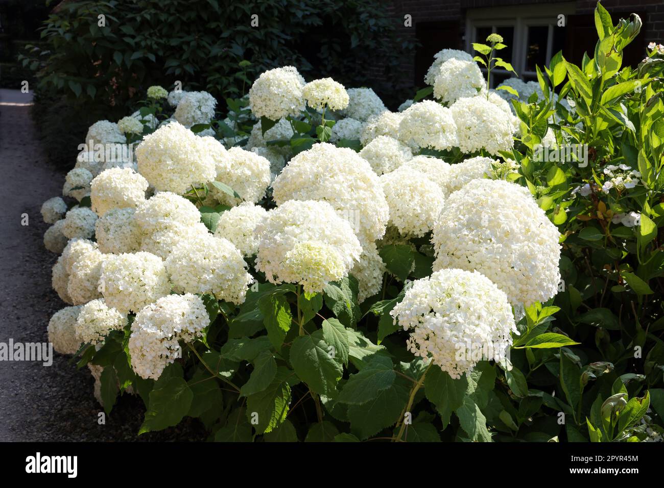 Beautiful hydrangea shrubs with white flowers outdoors Stock Photo - Alamy