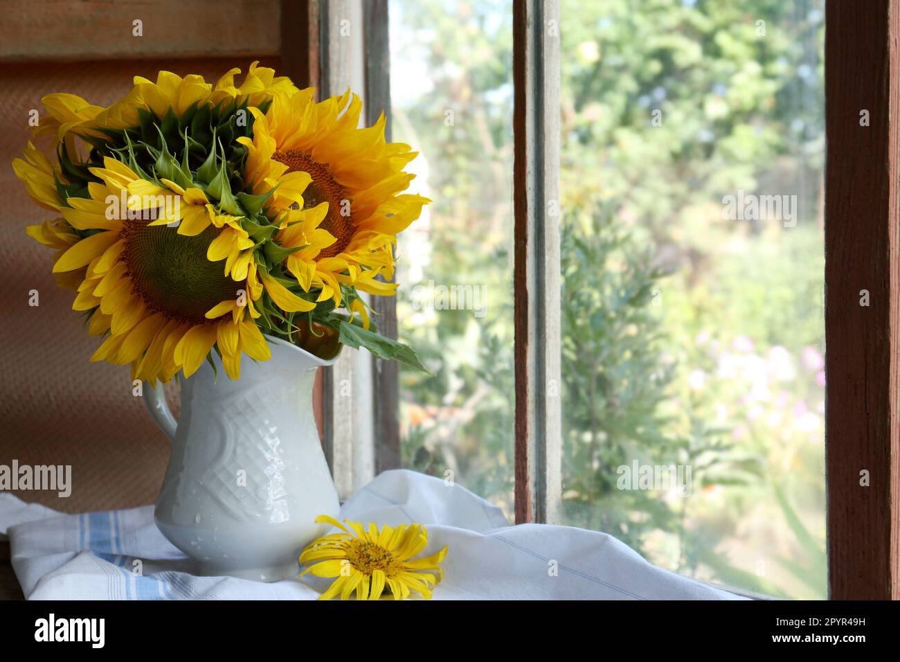 Beautiful sunflowers in vase near window indoors. Space for text Stock ...