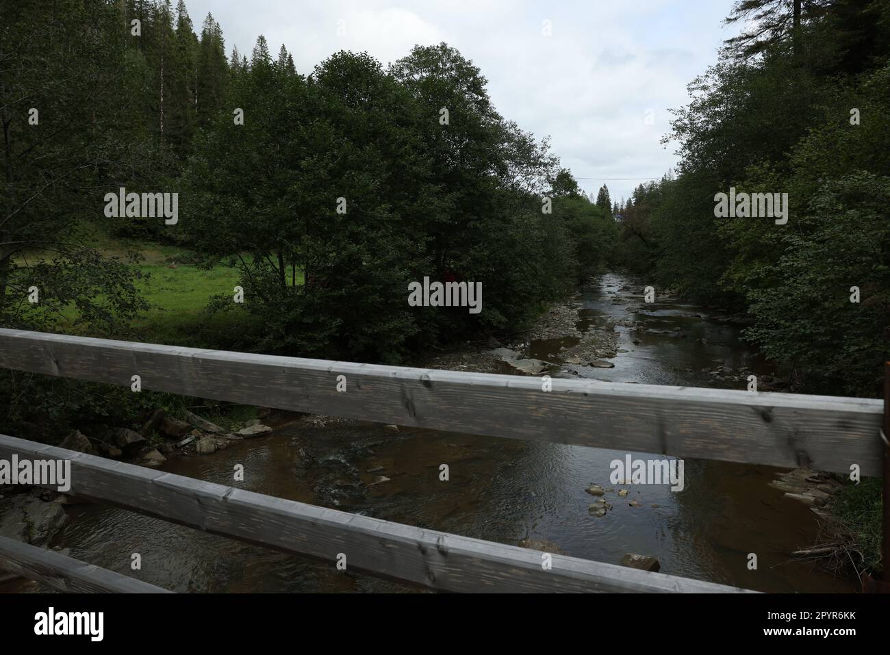 Picturesque view of river surrounded by green plants in forest Stock Photo